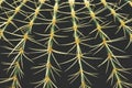 Closeup of Echinocactus grusonii, Golden Barrel Cactus Abstract Natural Pattern Background Royalty Free Stock Photo