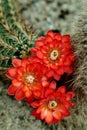 Closeup of Echinocereus polyacanthus flowers