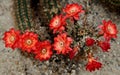 Closeup of Echinocereus polyacanthus flowers