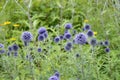 Echinops ritro with blue inflorescence