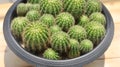 Closeup Echinopsis calochlora cactus