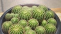 Closeup Echinopsis calochlora cactus