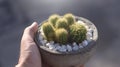 Closeup Echinopsis calochlora cactus