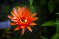 Closeup Echinopsis orange Cactus flower blooming Kfar Glikson Israel