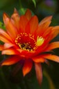 Closeup Echinopsis orange Cactus flower blooming Kfar Glikson Israel