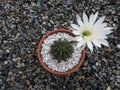Closeup of echinopsis oxygona cactus blooming white flower in a tera cotta pot