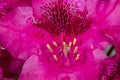 Closeup of ed rhododendron flower in South Windsor, Connecticut. Royalty Free Stock Photo