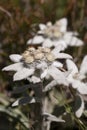 Closeup of an edelweiss Royalty Free Stock Photo