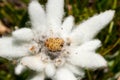 Closeup of Edelweiss flower in Ciucas Mountains, Romanian Carpathians