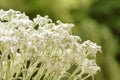 Closeup of edelweiss flowers against blurred green background
