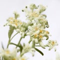 Closeup of edelweiss flowers on a white background