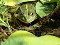 Edible frog in a water Royalty Free Stock Photo