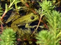 Edible frog in a water Royalty Free Stock Photo