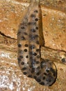 Closeup on egg-sacs of the Korean Cheju salamander, Hynobius leechi quelpartensis