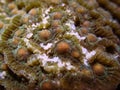 Closeup the eggs of coral when it ready to spawning