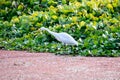 Closeup of a Egret heron Ardea alba, milky white water bird species with buff plumes, spotted in wetland environment field with Royalty Free Stock Photo