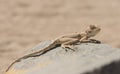 Closeup of egyptian desert agama lizard on a rock Royalty Free Stock Photo