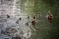 egyptian duck family swimming in the water
