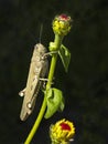 Egyptian Locust Anacridium Aegyptium Eating a Zinnia Leaf