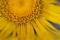 Closeup of a elecampane flower. Royalty Free Stock Photo