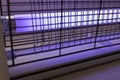 Closeup Electric Mosquito, Insect Zapper With Blue Purple Lights and Dead Flies. Bug