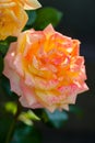 Orange china rose in the garden