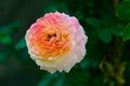 Orange china rose in the garden