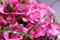 Closeup of Elegant bouquet of pink roses in bloom