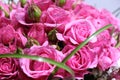 Closeup of Elegant bouquet of pink roses in bloom Royalty Free Stock Photo