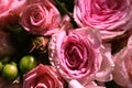 Closeup of Elegant bouquet of pink roses in bloom Royalty Free Stock Photo
