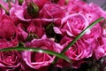 Closeup of Elegant bouquet of pink roses in bloom