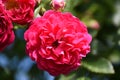 Closeup of an elegant deep pink Rose Damask