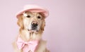 Closeup of elegant golden retriever wearing pink hat and bow tie, on solid background.