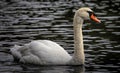Closeup of an elegant white swan swimming in a lake Royalty Free Stock Photo