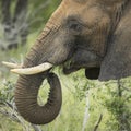 Muddy face of an african elephant Royalty Free Stock Photo