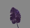 Closeup, Elephant ears violet leaf isolated on medium cool brown background for design or stock photos, summer plant, single flora