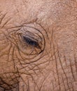Closeup of elephant eye and leathery skin