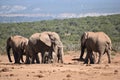 Closeup of an elephant family in Addo Elephant Park in Colchester, South Africa Royalty Free Stock Photo