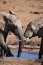 Closeup of a lovely elephant couple at a waterhole in Addo Elephant Park in Colchester, South Africa Royalty Free Stock Photo