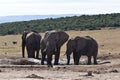 Closeup of an elephant family standing on a waterhole in Addo Elephant Park in Colchester, South Africa Royalty Free Stock Photo