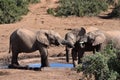 Closeup of an elephant family standing on a waterhole in Addo Elephant Park in Colchester, South Africa Royalty Free Stock Photo