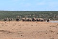 Closeup of a big herd of elephants on a waterhole in Addo Elephant Park in Colchester, South Africa Royalty Free Stock Photo