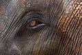 Closeup of elephants eye and hairy skin