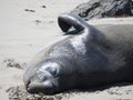 Closeup of an elephant seal lying down on the beach during daylight Royalty Free Stock Photo