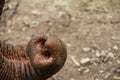 closeup of elephant trunk with dirt Royalty Free Stock Photo