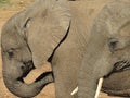 Closeup of 2 elephants