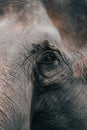 Closeup of an elephants eye Royalty Free Stock Photo