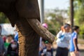 Closeup of an elephants tusks. Raised elephant