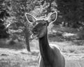 Closeup of Elk Cow Chewing Grass, B/W Royalty Free Stock Photo