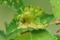 Closeup on elm sack gall aphid of the plant parasite Tetraneura ulmi Royalty Free Stock Photo